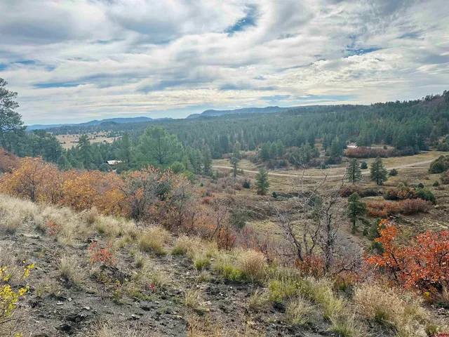 a view of a forest with lots of trees