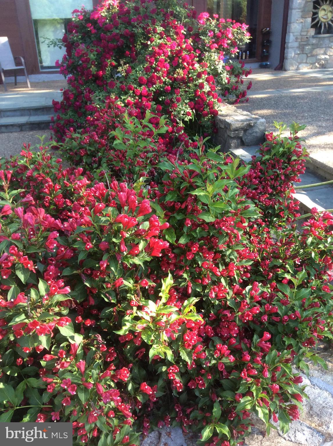 3850 Cobbler Mountain Road Delaplane, VA 20144 - Photo 101 of 132 Seasonal flowers at patio