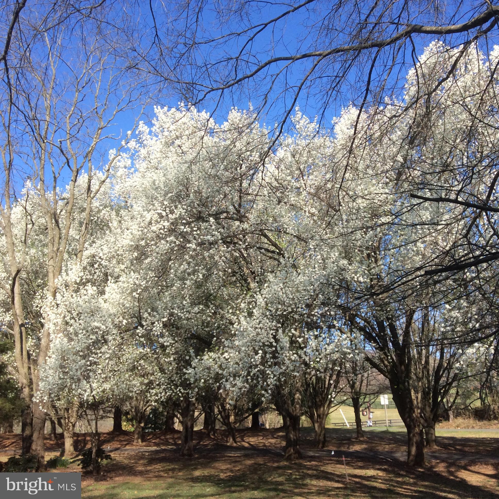 3850 Cobbler Mountain Road Delaplane, VA 20144 - Photo 104 of 132 Seasonal blooming trees at driveway