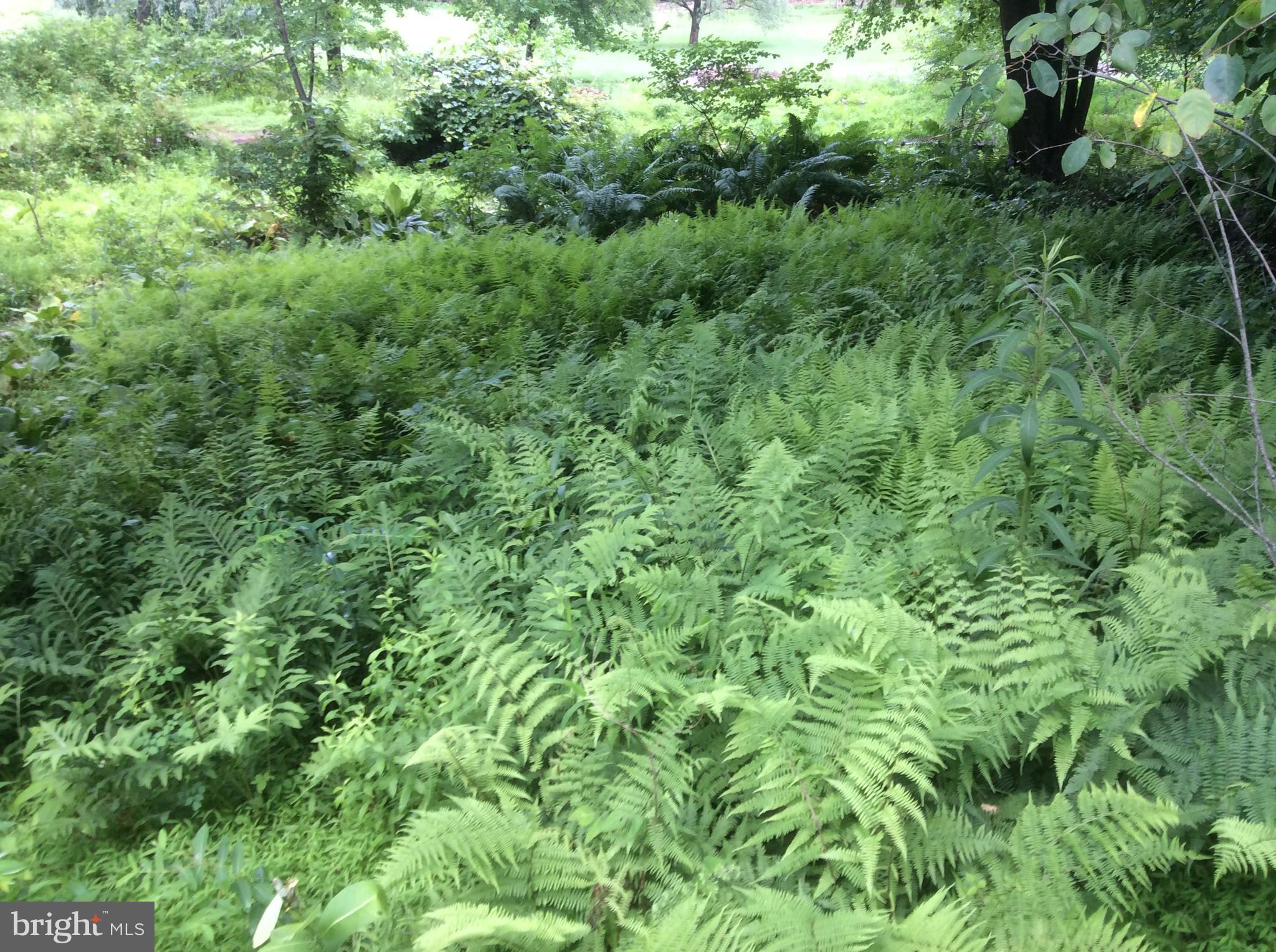 3850 Cobbler Mountain Road Delaplane, VA 20144 - Photo 108 of 132 Seasonal ferns