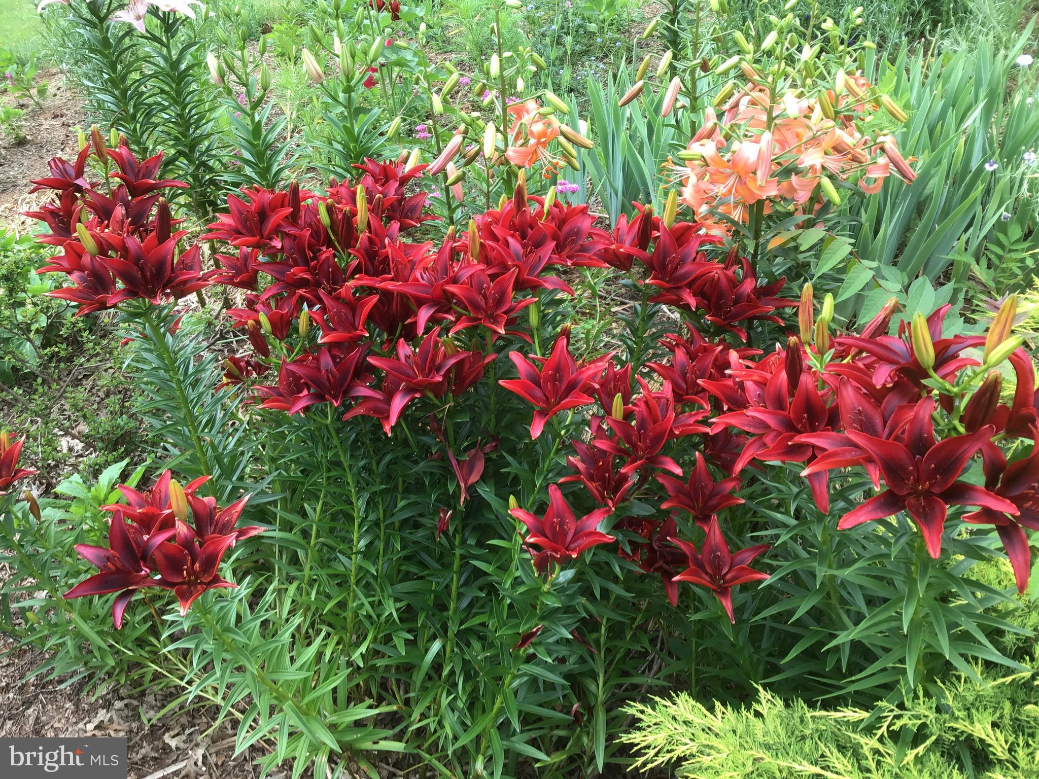 3850 Cobbler Mountain Road Delaplane, VA 20144 - Photo 99 of 132 Seasonal lillies at patio