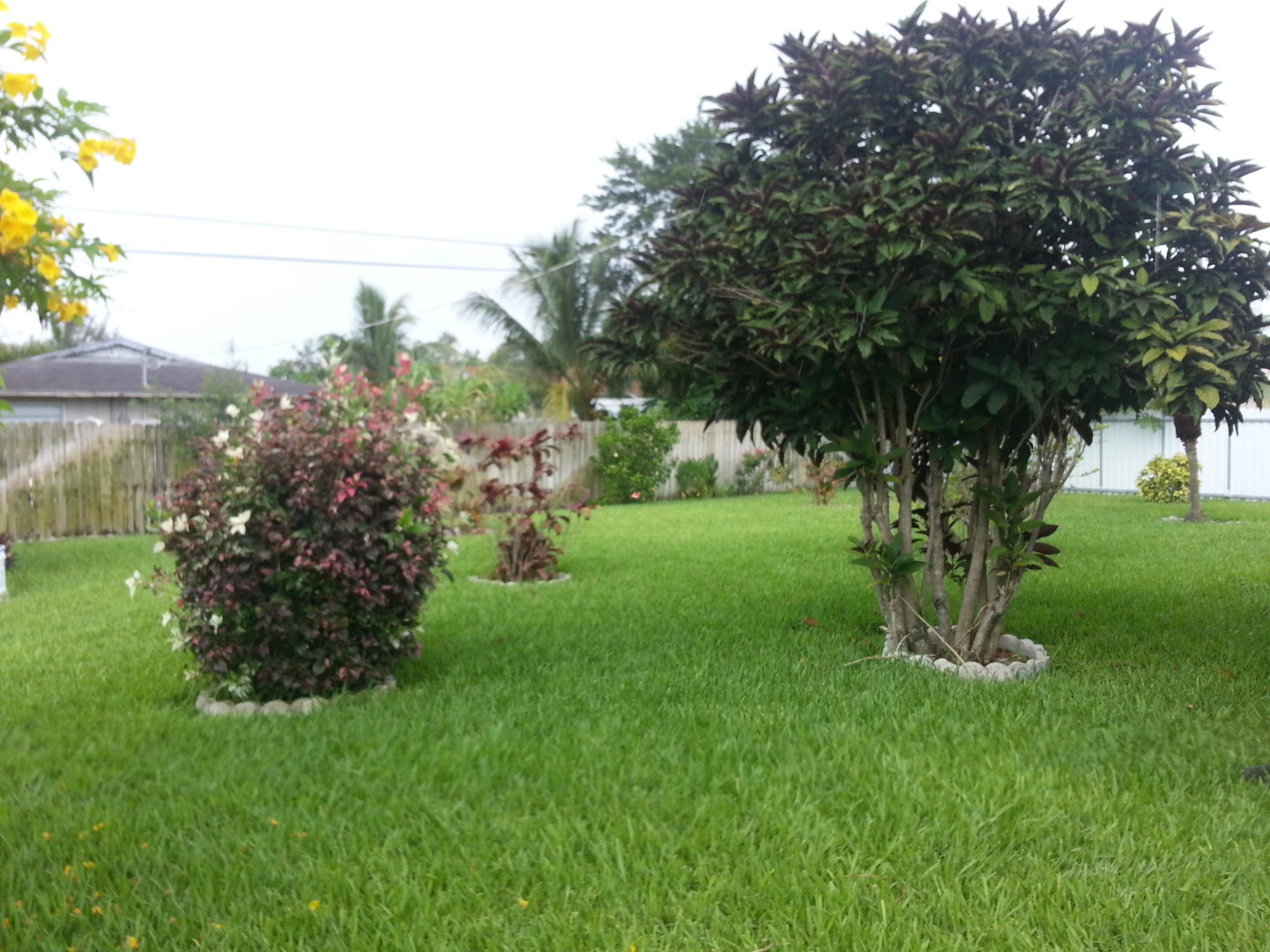 2922 Seminole Road Palm Springs, FL 33406 - Photo 8 of 18 back yard w trees