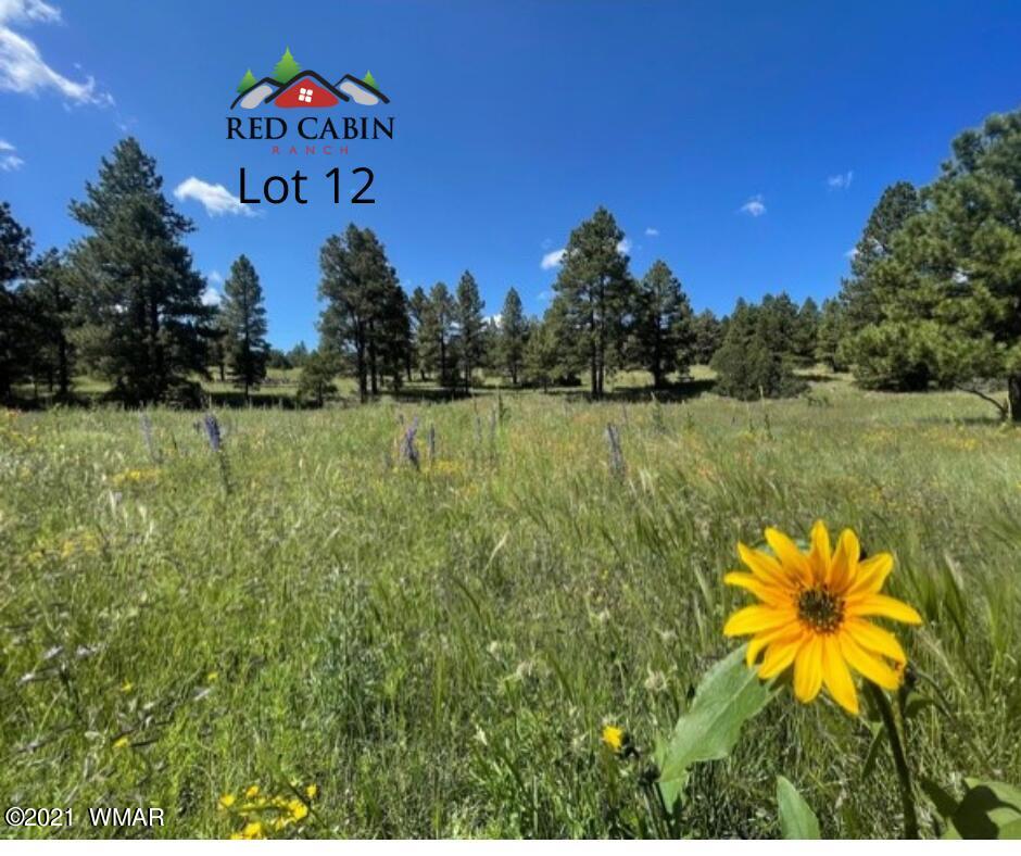 Lot 12 Red Cabin Ranch Vernon, AZ 85940 - Photo 2 of 20 Lot 12