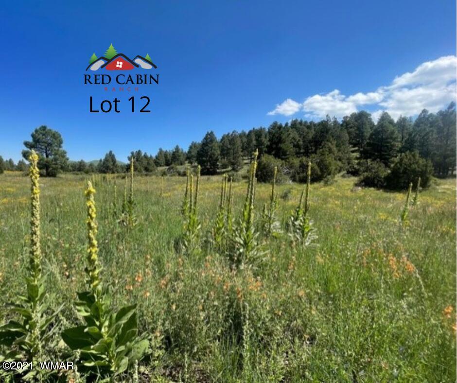 Lot 12 Red Cabin Ranch Vernon, AZ 85940 - Photo 5 of 20 Lot 12