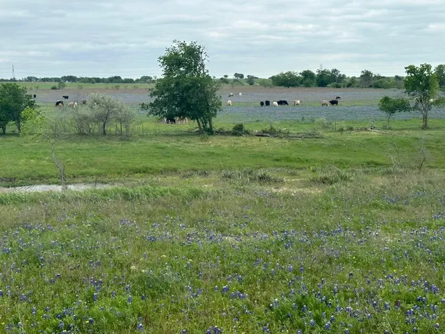 a view of a field with an ocean