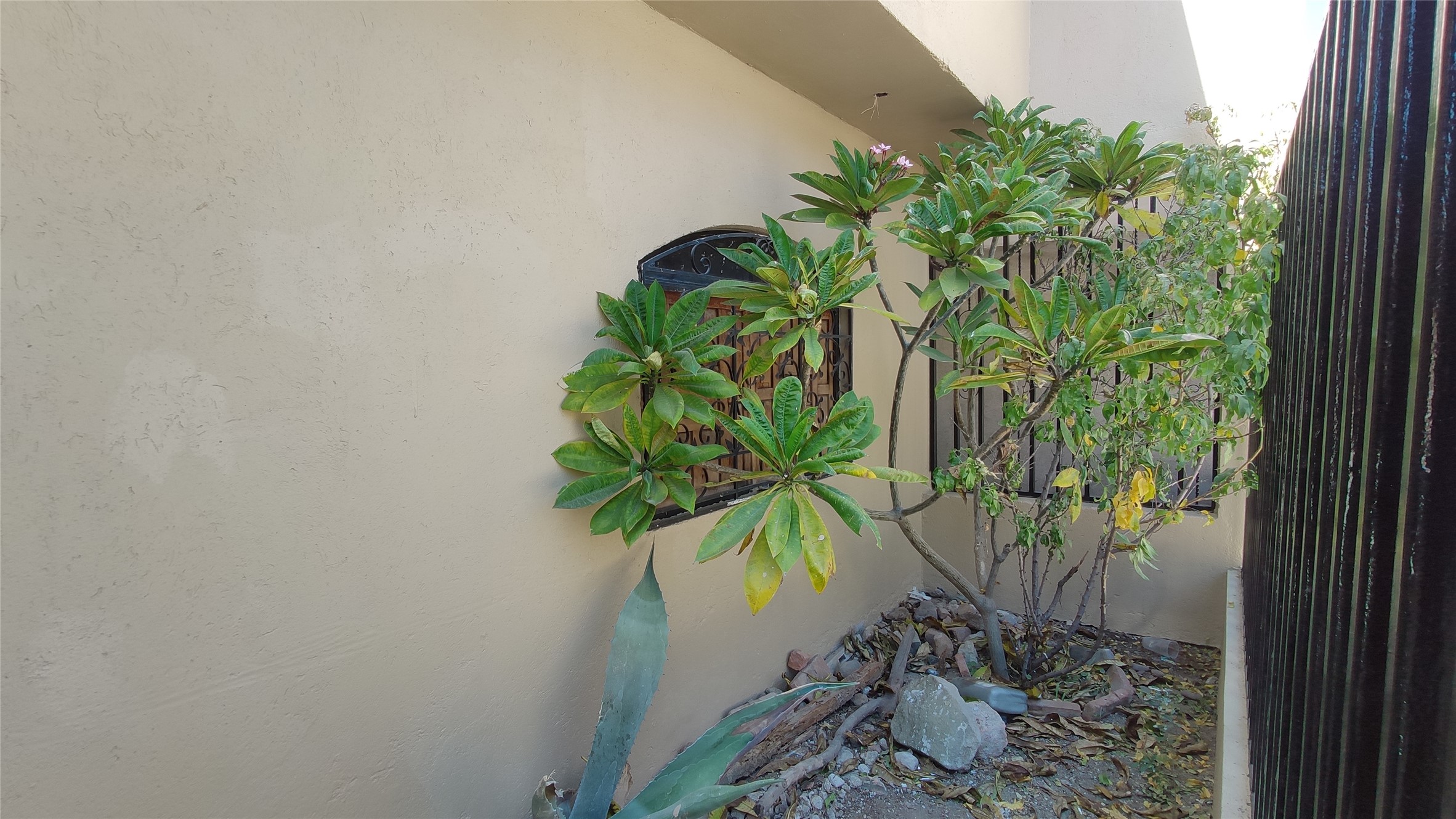 146 Calle Cuahtemoc Avenue Columbus, IN 47203 - Photo 3 of 26 a plant with a plant in front of it