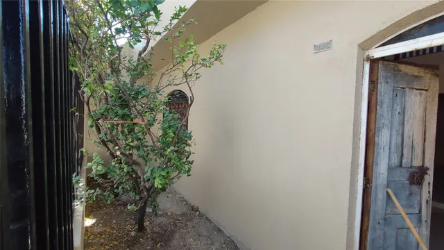 a plant that is in a mirror