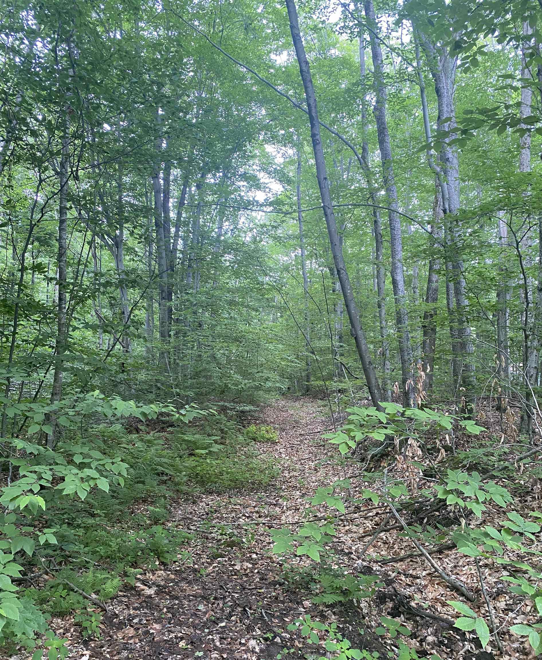 20 Forest Ridge Drive, Unit 14 Middlebury, VT 05753 - Photo 4 of 9