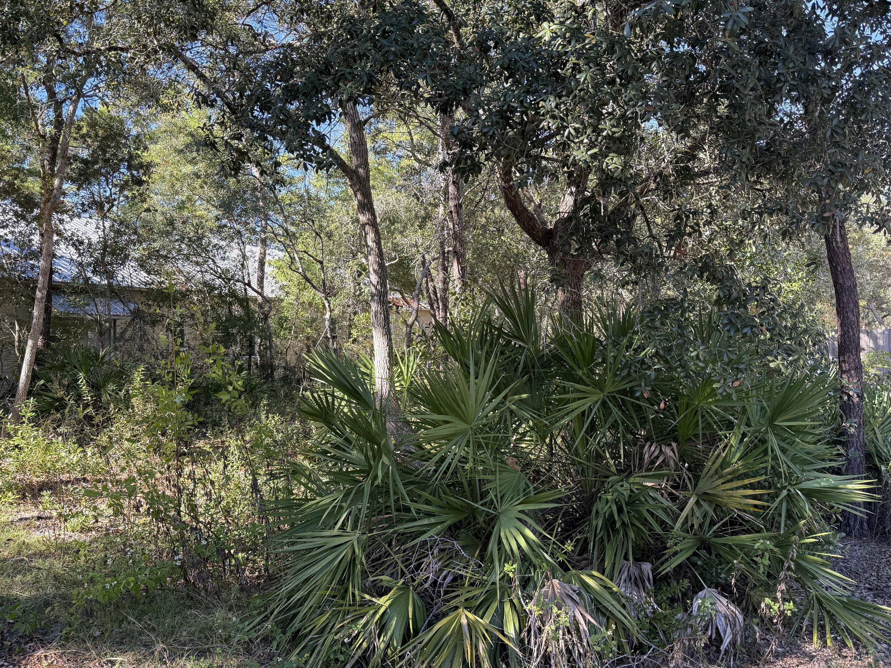 Tbd Riker Avenue Santa Rosa Beach, FL 32459 - Photo 5 of 12 a view of a tree in a forest
