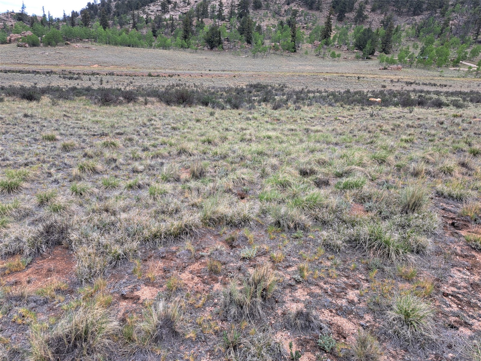 80 Longbow Court Como, CO 80456 - Photo 13 of 24 a view of dirt field with large trees