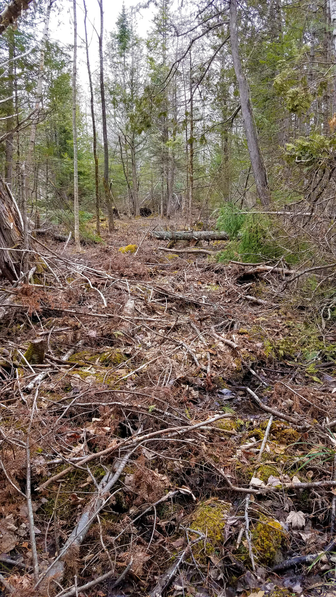 Lot 30 Charleston Road Dexter, ME 04930 - Photo 14 of 42 Lot 30 (10 of 38)