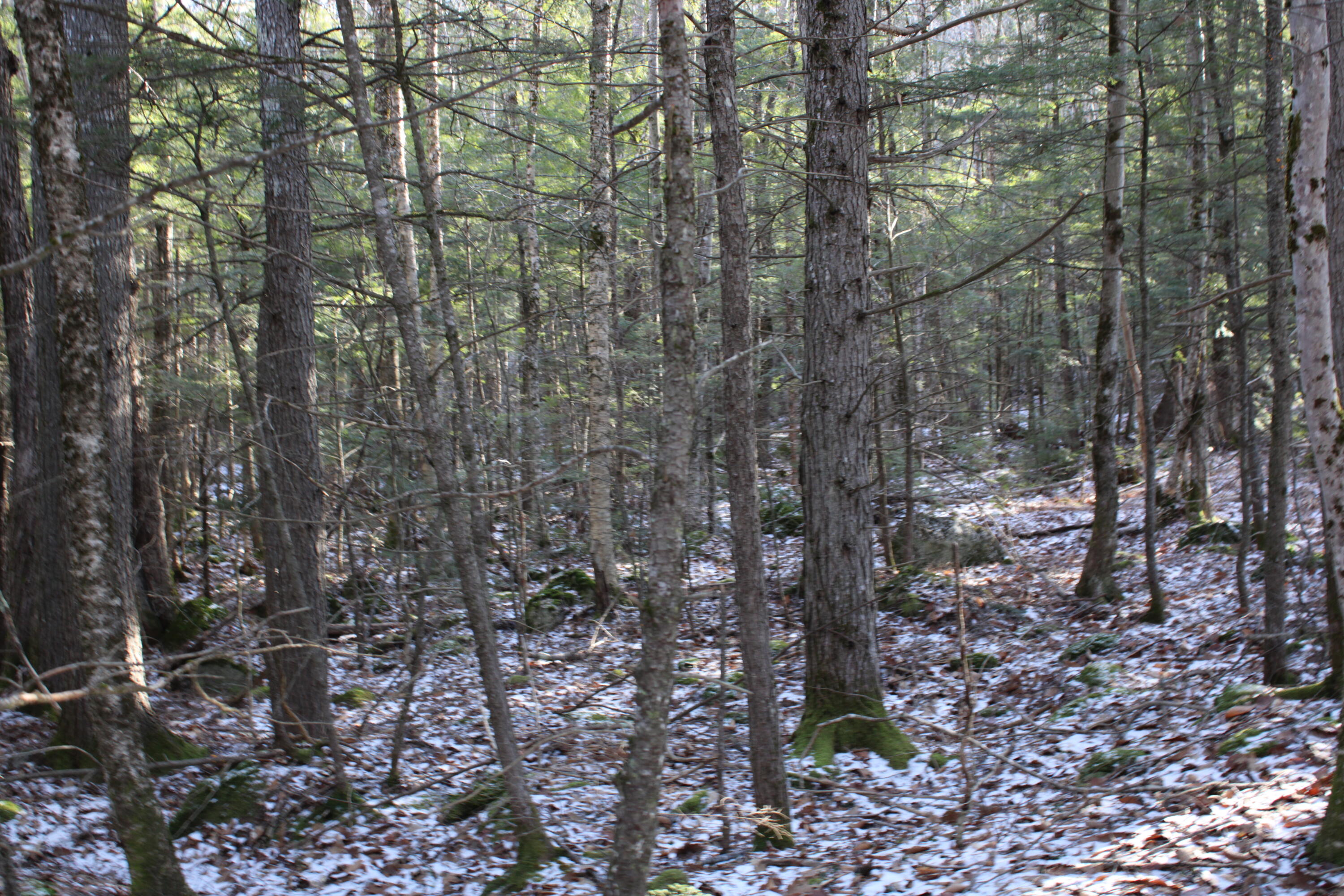 0 Senator Black Road West Baldwin, ME 04091 - Photo 13 of 16 senblackpic17
