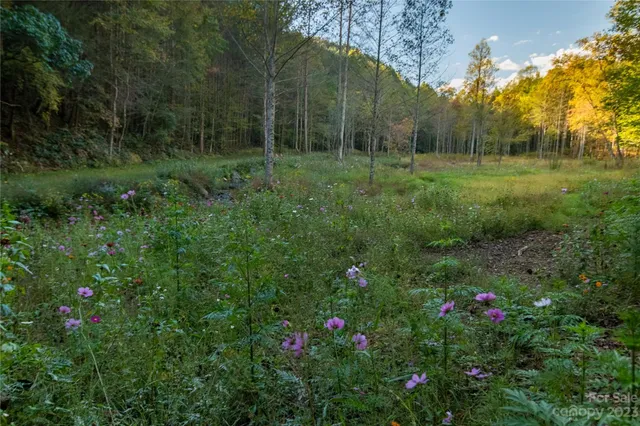 a view of a lush green forest