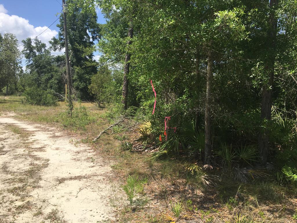 Tbd Rigsby Lane Fountain, FL 32438 - Photo 12 of 34 Gallery Image 12
