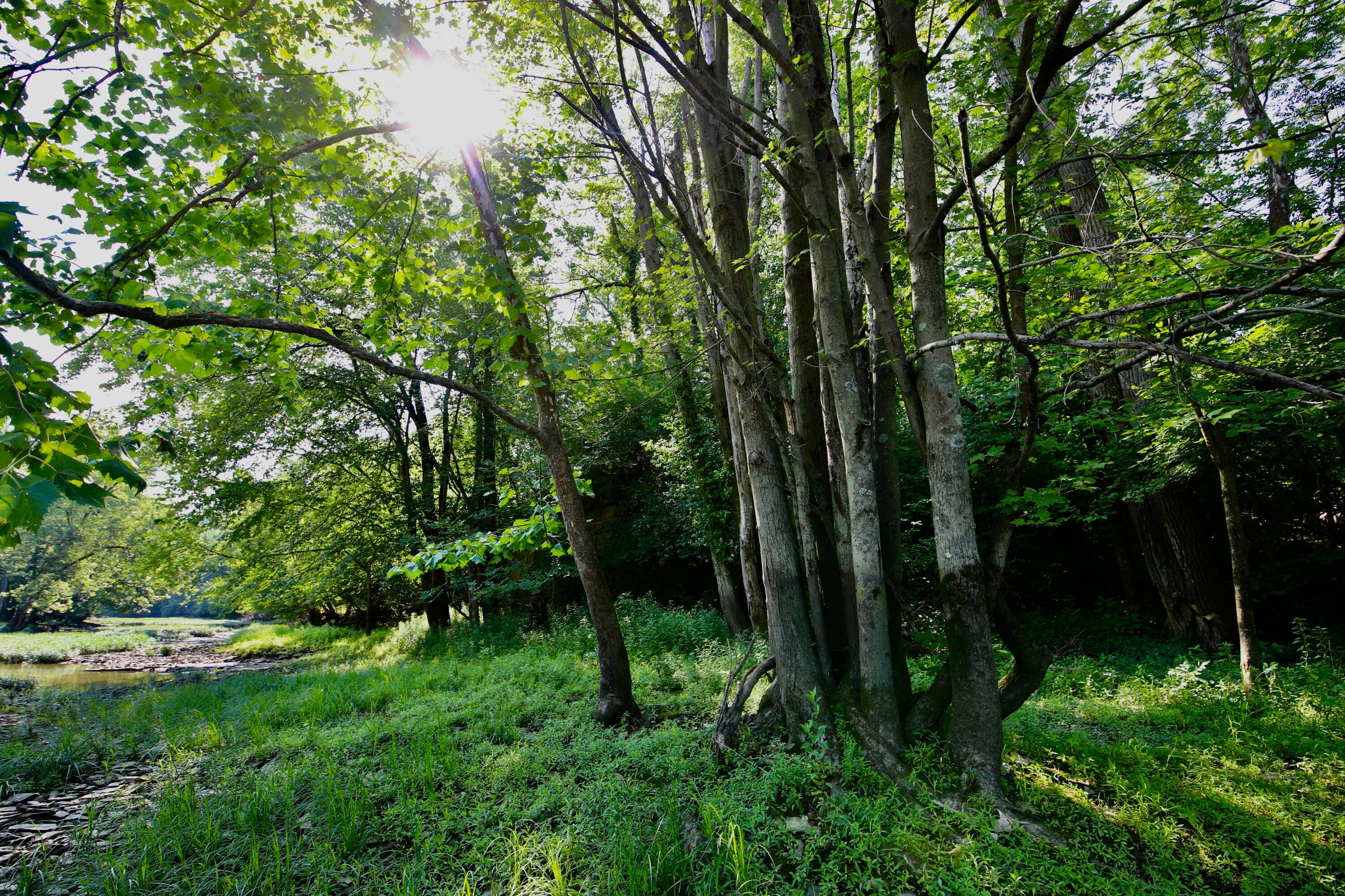 538 Armstrong Road Delaware, OH 43015 - Photo 8 of 109 back yard by river