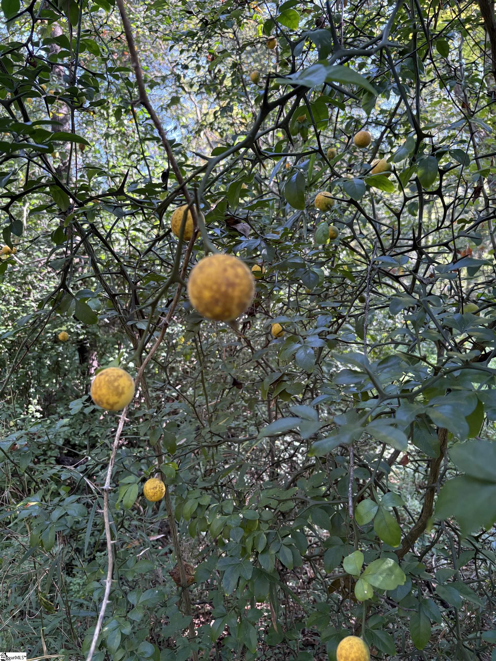 2 Joe Oulla Road Ware Shoals, SC 29692 - Photo 5 of 7