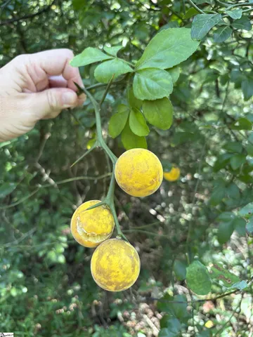 $90,000 | 2 Joe Oulla Road, Ware Shoals, SC 29692