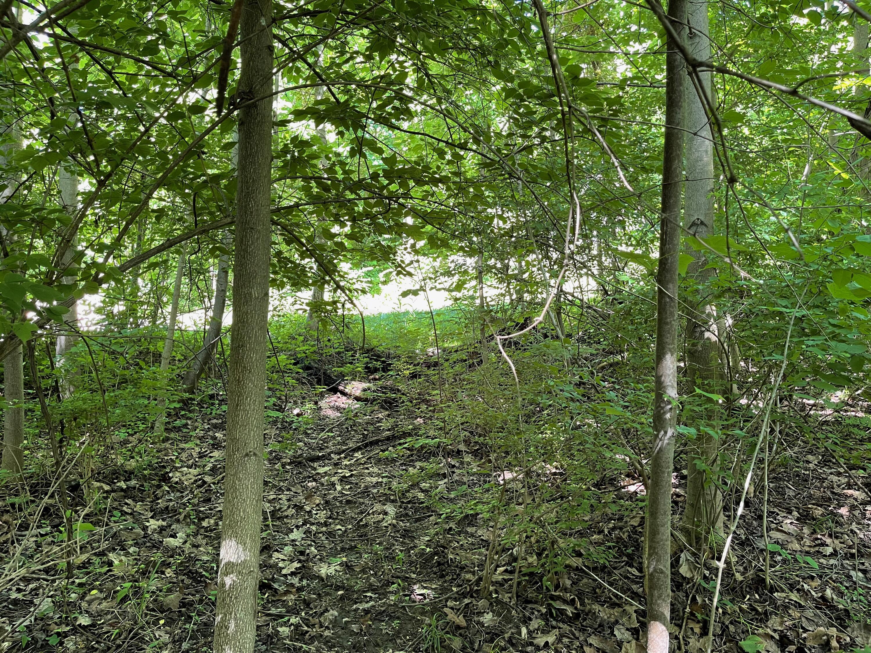 0 East Edgington Road South Salem, OH 45681 - Photo 6 of 9 Woods view looking toward street