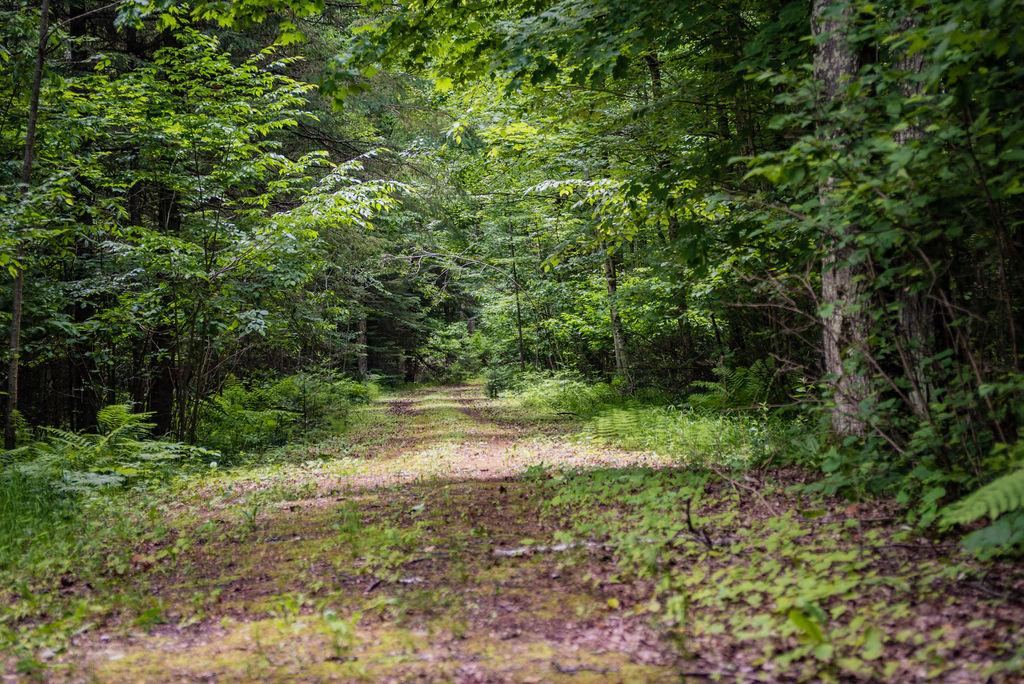 Off Bluebell Road Deerbrook, WI 54424 - Photo 9 of 15 Gallery Image 9