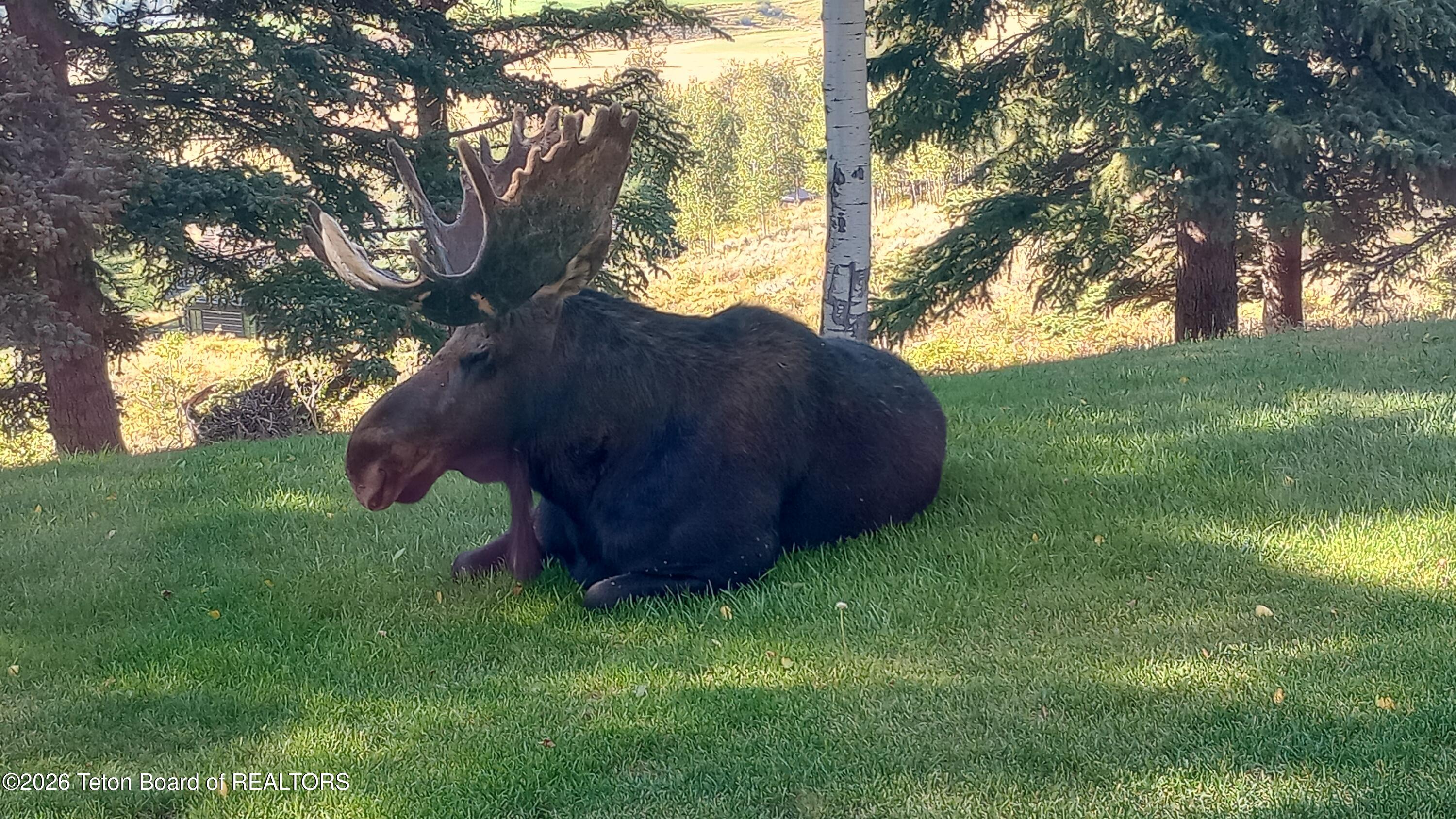 575 North Bar Y Road Jackson, WY 83001 - Photo 18 of 49 Big Bull Moose