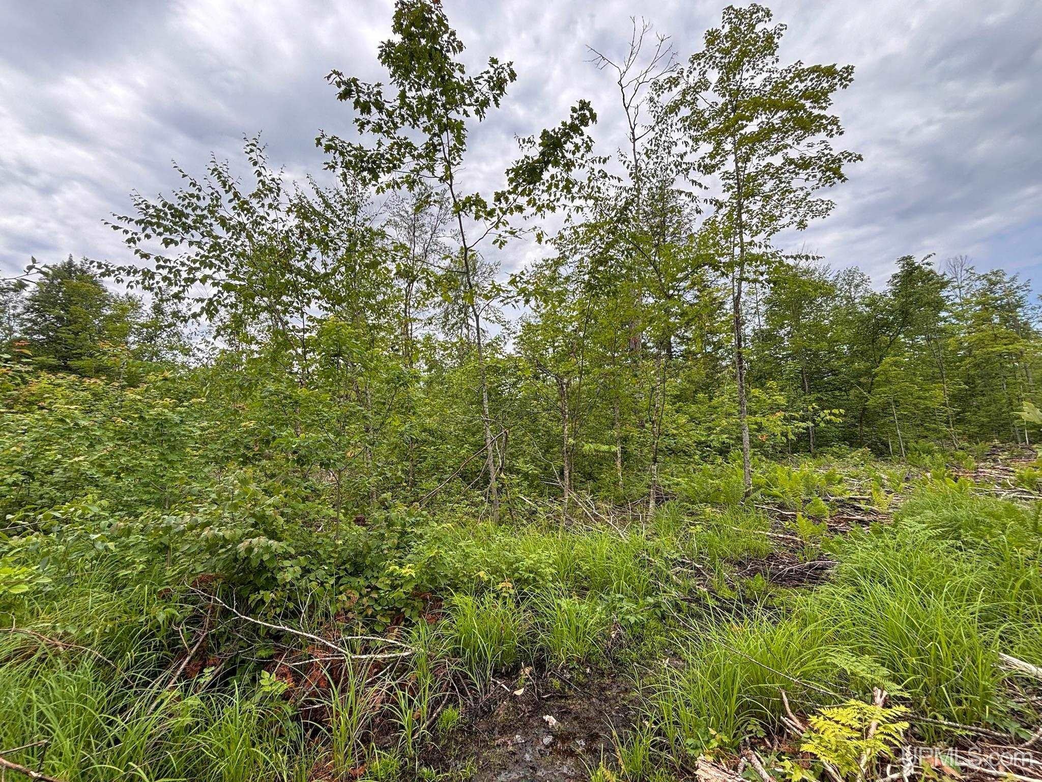 Tbd Pike Lake Road Toivola, MI 49965 - Photo 22 of 41 Gallery Image 22