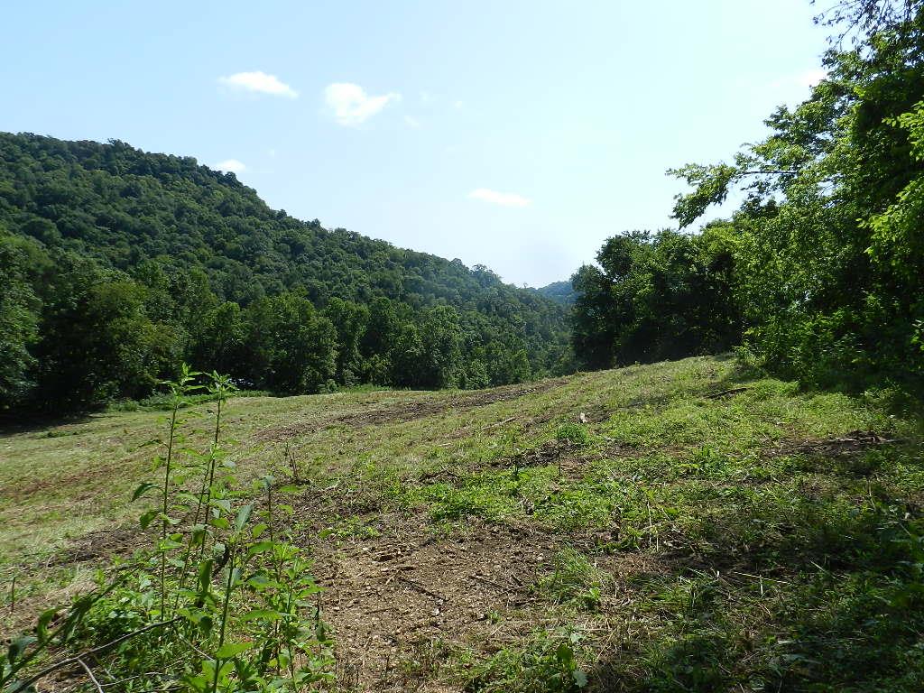 0 Dog Branch Road Carthage, TN 37030 - Photo 6 of 19 Gallery Image 6