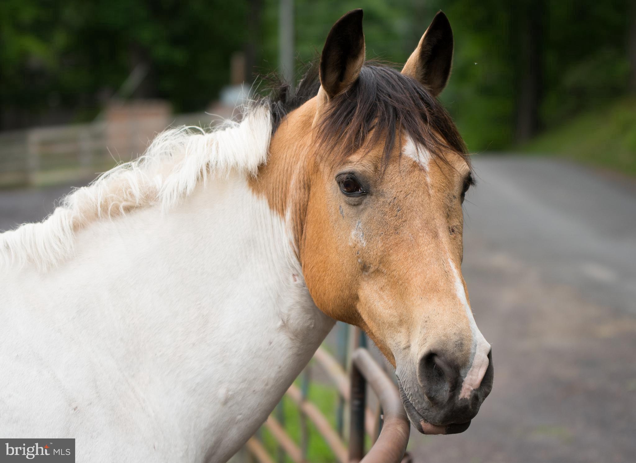 112 Butler Circle Locust Grove, VA 22508 - Photo 50 of 57 Take a trail ride from the equestrian center.