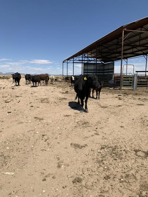 736 Upham Road Elephant Butte, NM 87935 - Photo 25 of 27 a view of a backyard of the house