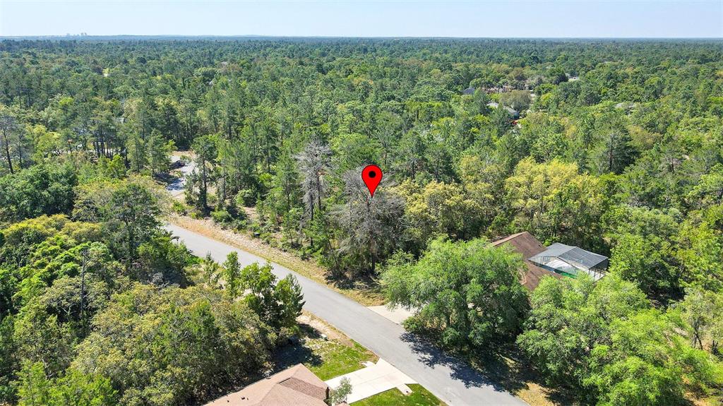 14 Heuchera Court East Homosassa, FL 34446 - Photo 12 of 23 a view of a forest with a street