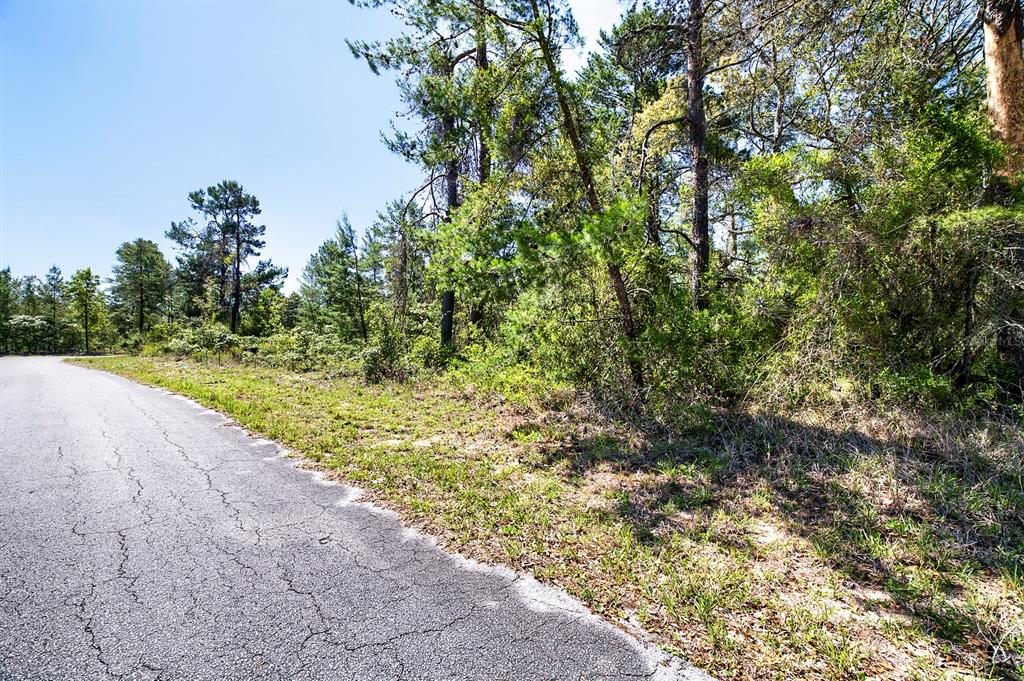 14 Heuchera Court East Homosassa, FL 34446 - Photo 7 of 23 a view of a yard with a tree