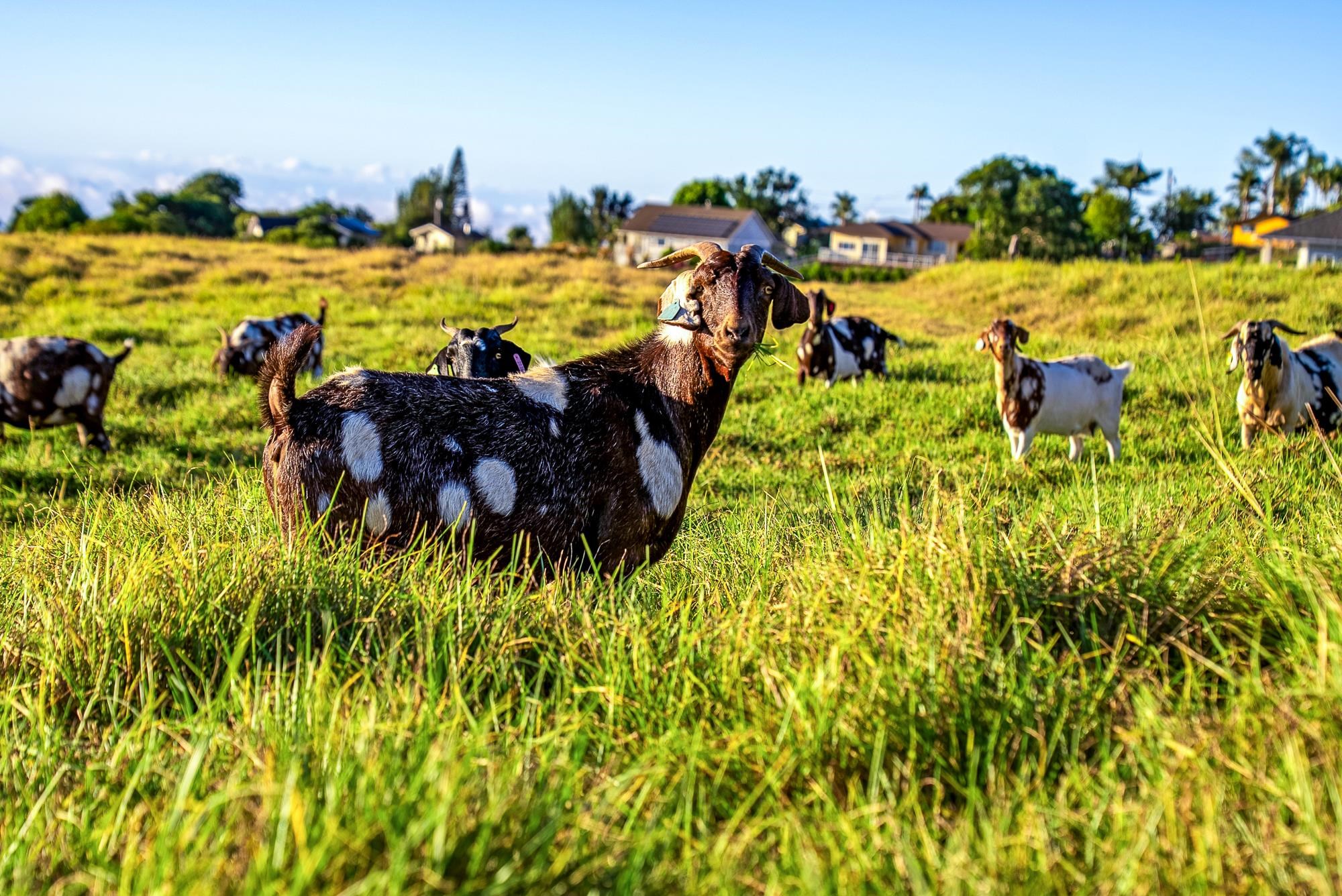 909 Copp Road Kula, HI 96790 - Photo 37 of 48