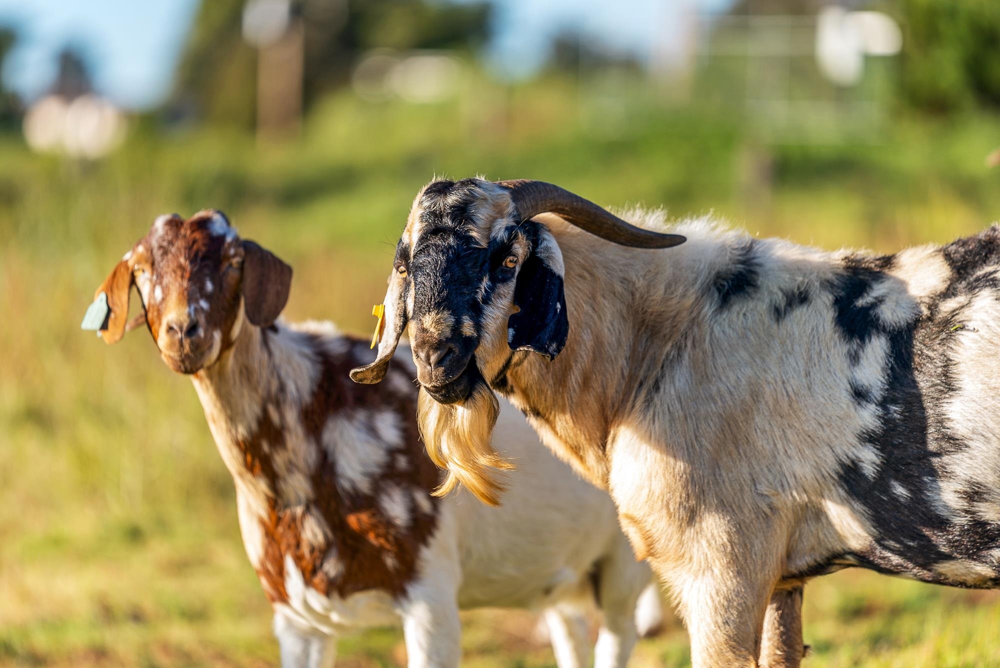 909 Copp Road Kula, HI 96790 - Photo 38 of 48