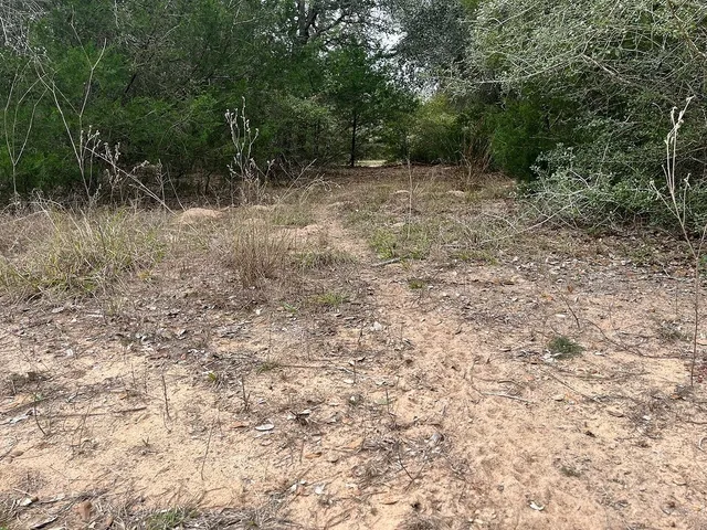 a view of a yard with plants and trees