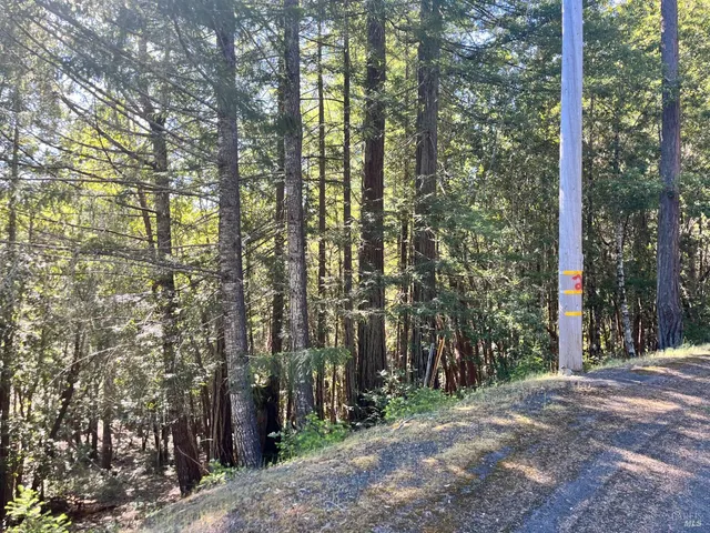 a view of a forest with trees