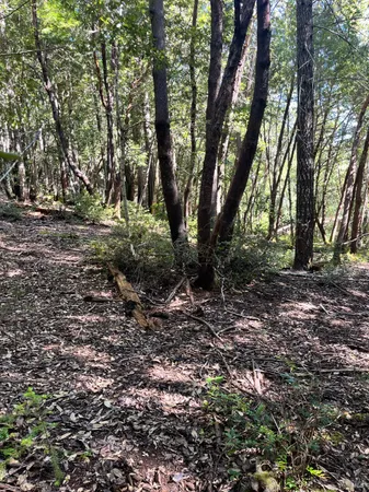 a view of outdoor space with trees