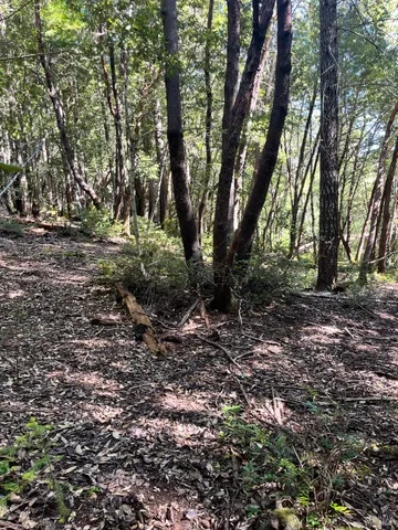 a view of outdoor space with trees