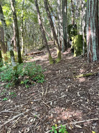 a view of outdoor space with trees