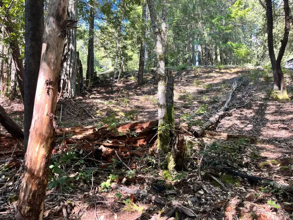 a view of a forest with trees