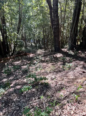 a view of outdoor space with trees