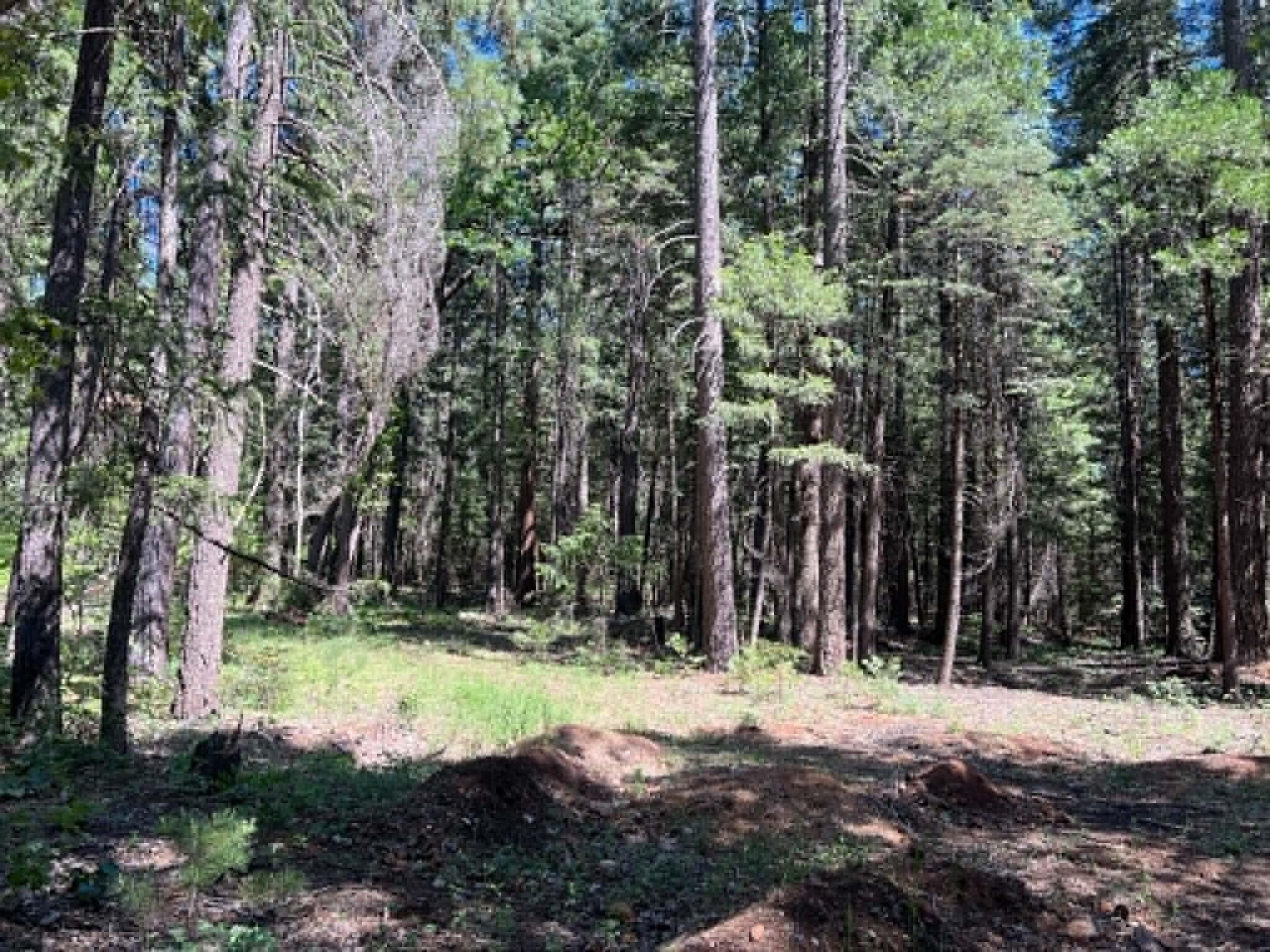 0 Logging Road Shingletown, CA 96088 - Photo 16 of 32 CCC
