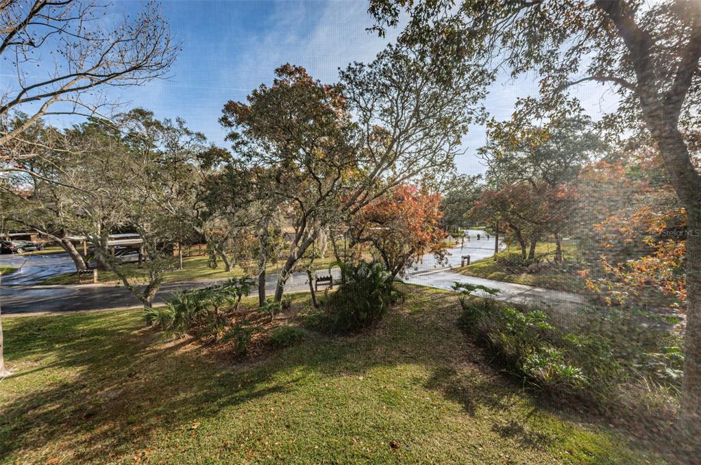 802 Lennox Road West, Unit 802 Palm Harbor, FL 34683 - Photo 24 of 42 a view of a yard with trees