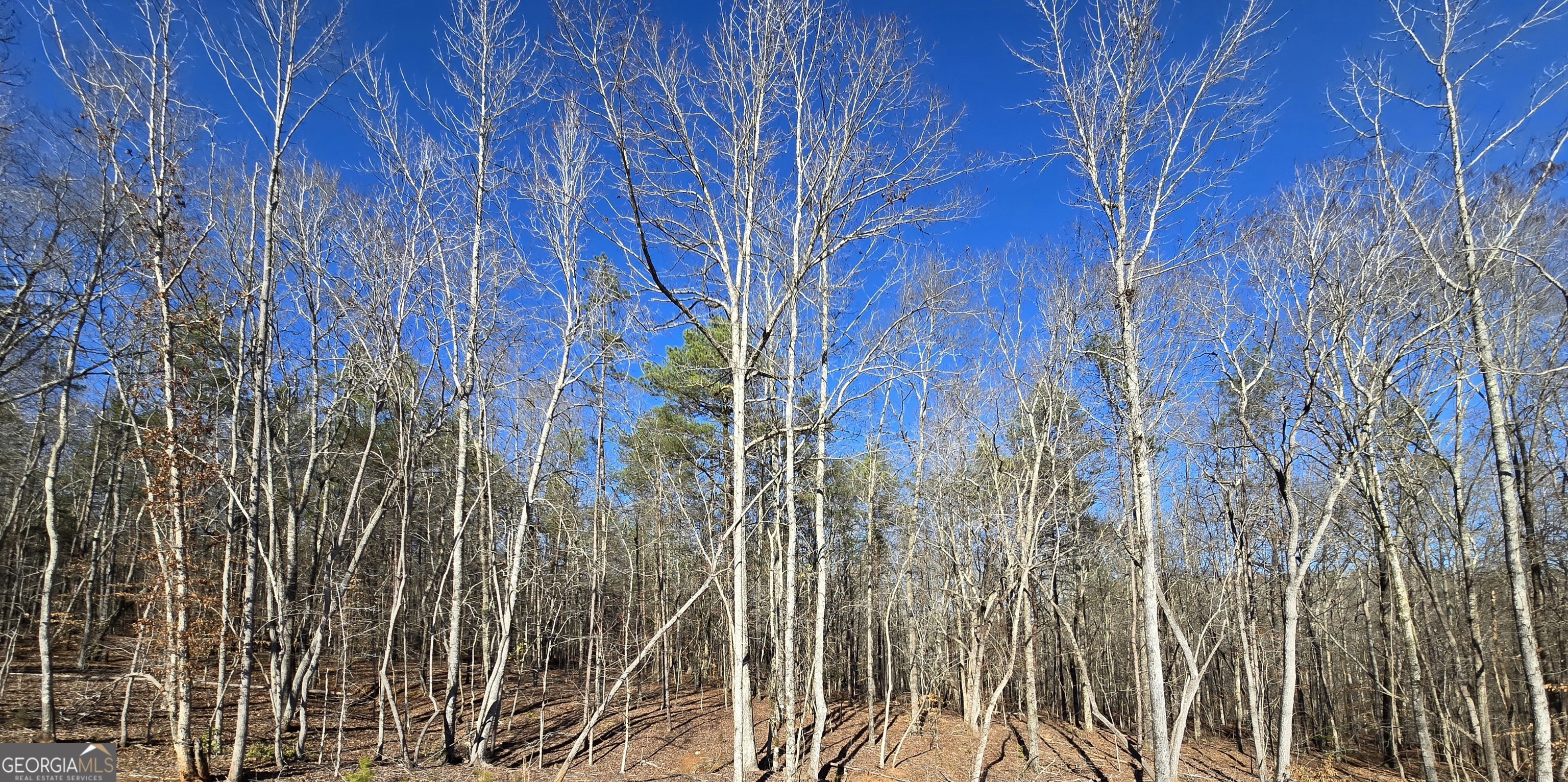 1183 Wilson Bridge Road Homer, GA 30547 - Photo 14 of 23 a view of a backyard of a house with a wooden wall and potted plants