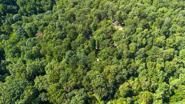 a view of a lush green forest