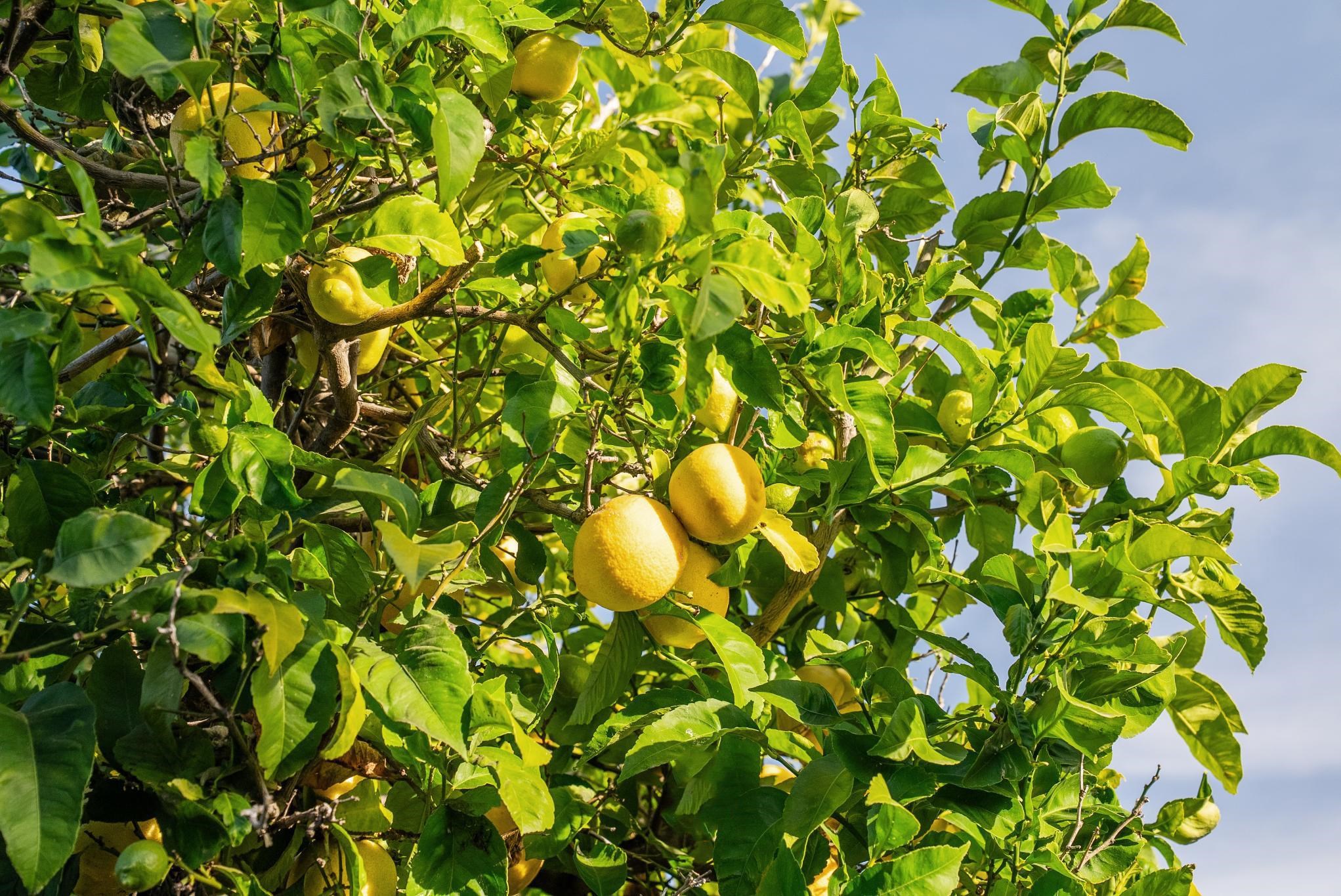 400 Harbor Light Road Alameda, CA 94501 - Photo 46 of 58 a backyard of a house with lots of green space