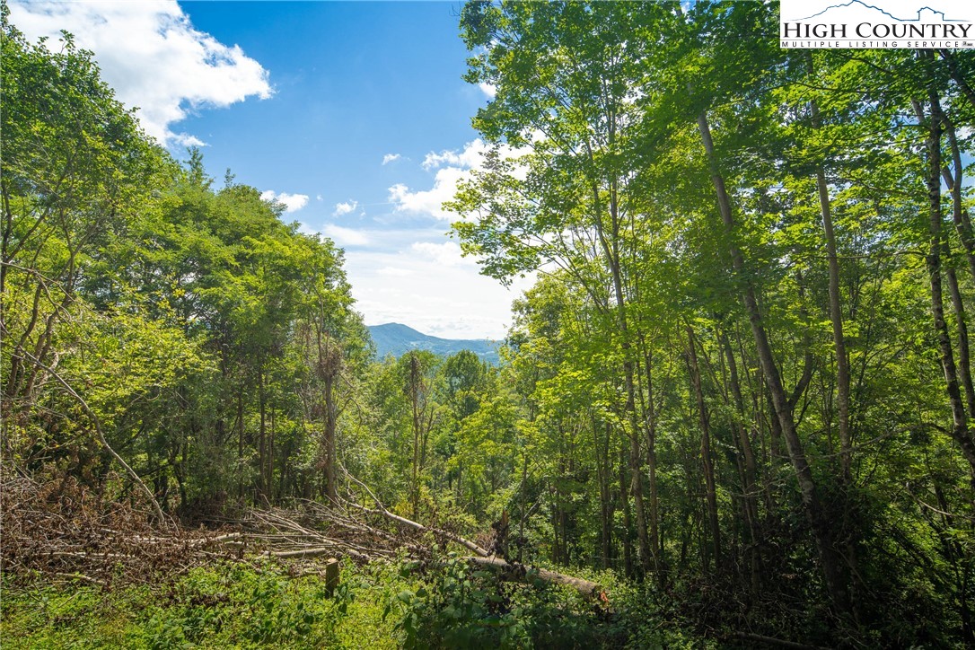2811 Georges Gap Road Vilas, NC 28692 - Photo 29 of 39 a view of a forest