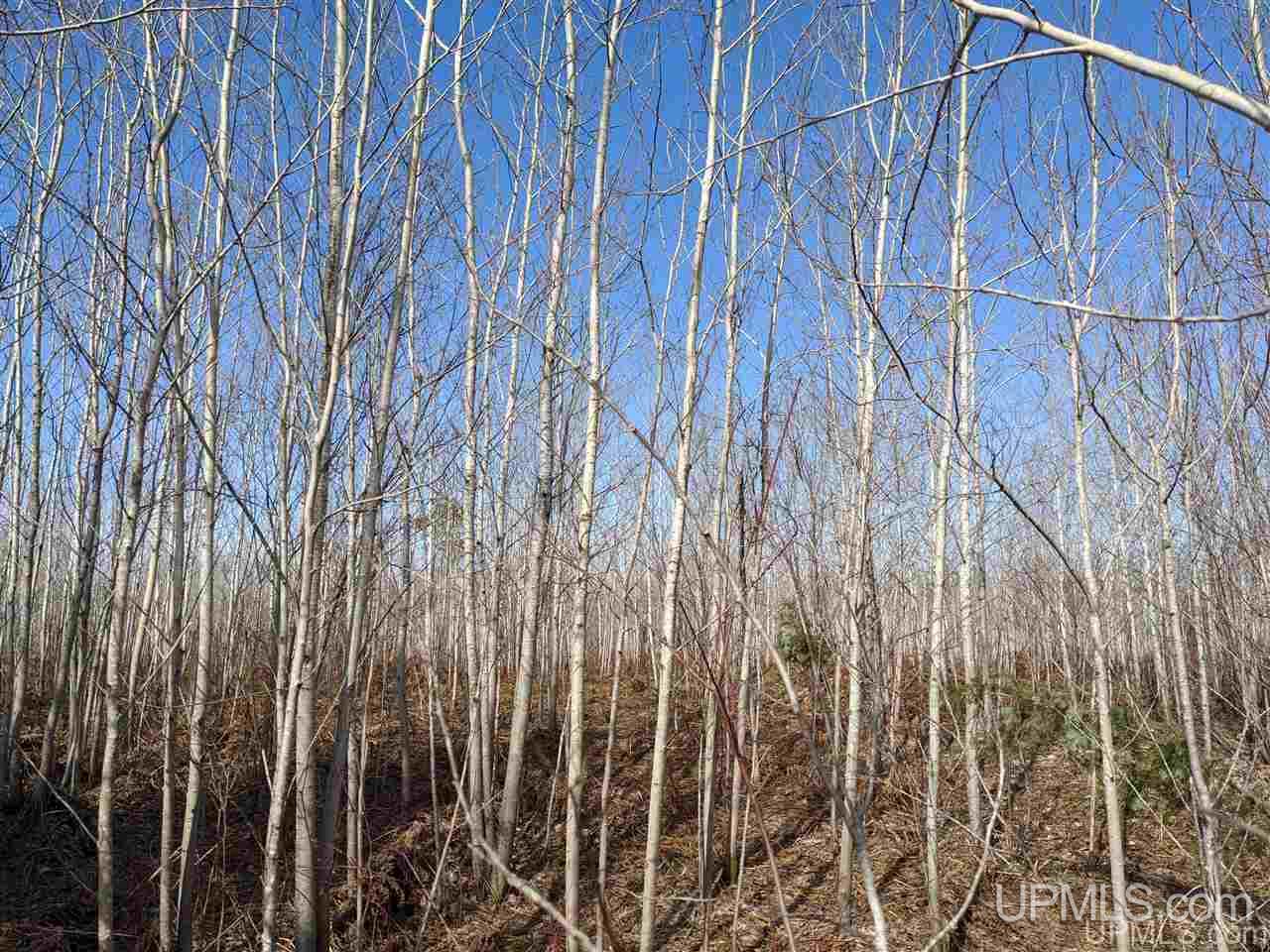 2 Little Bull Road, Unit S1/2NW1/4 Crystal Falls, MI 49920 - Photo 4 of 10