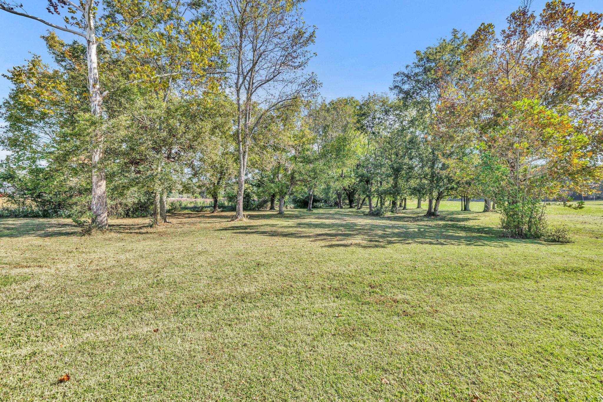 3917 Buck Matthews Road Columbia, TN 38401 - Photo 54 of 60 a view of outdoor space with trees