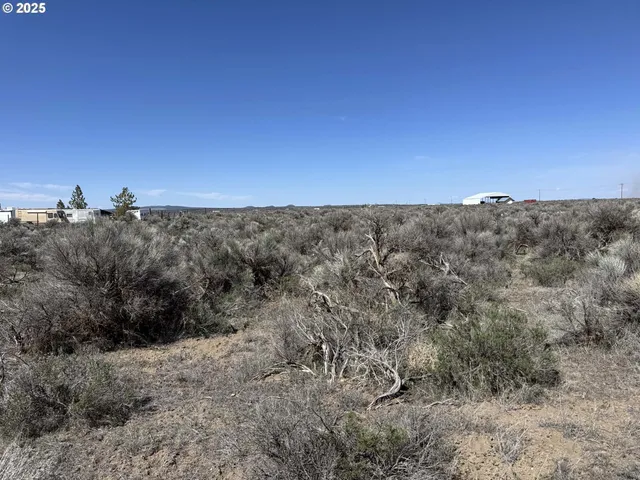 a view of a dry yard with trees