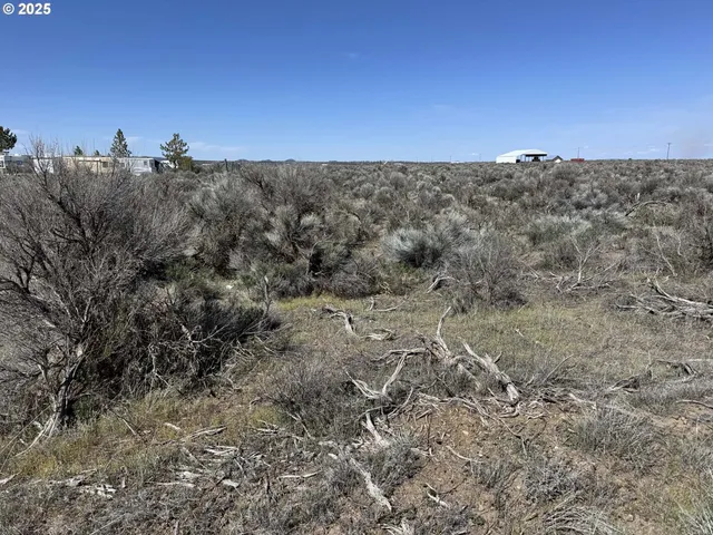 a view of a dry yard with trees