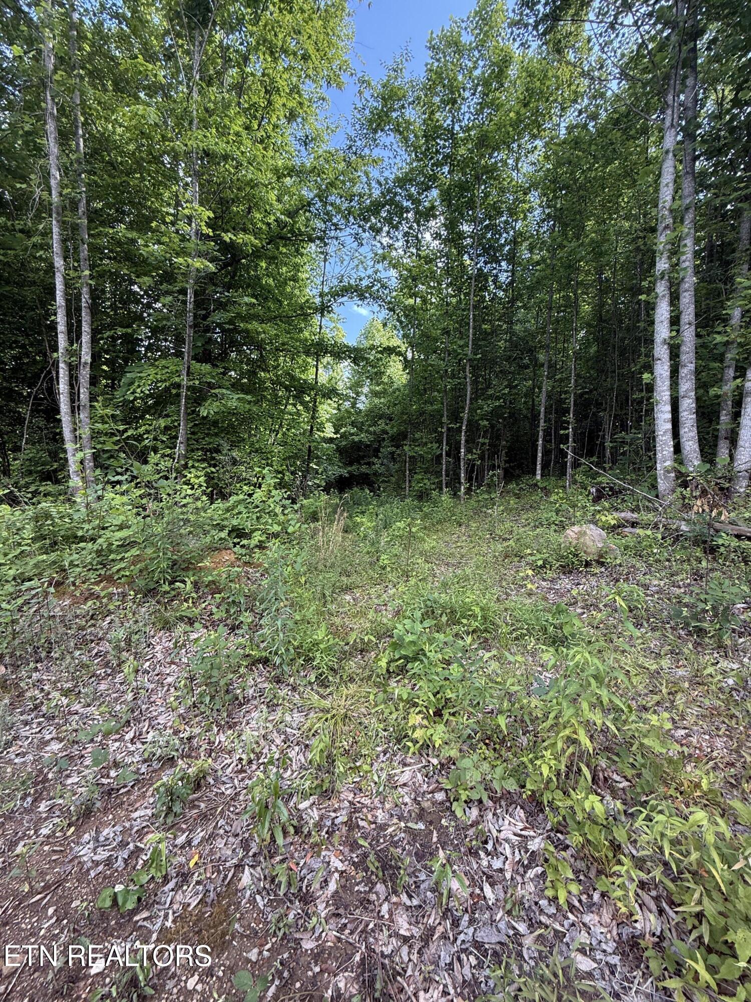 549 Defender Road La Follette, TN 37766 - Photo 27 of 42 Water Line Trail Pathh